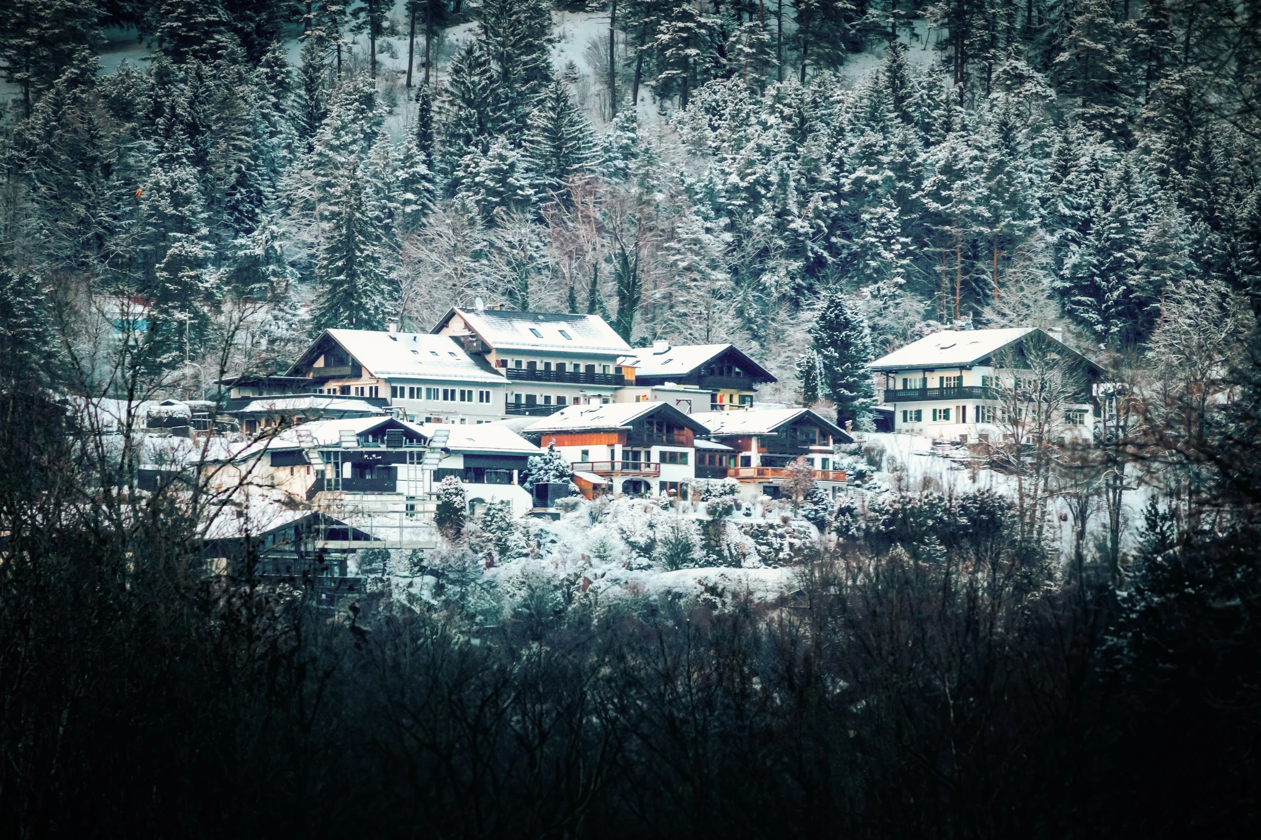 Snow-covered houses at the edge of a dense winter forest.
